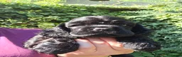 American Cocker Spaniel dogs for sale: American cocker spaniels puppies - Advert 15