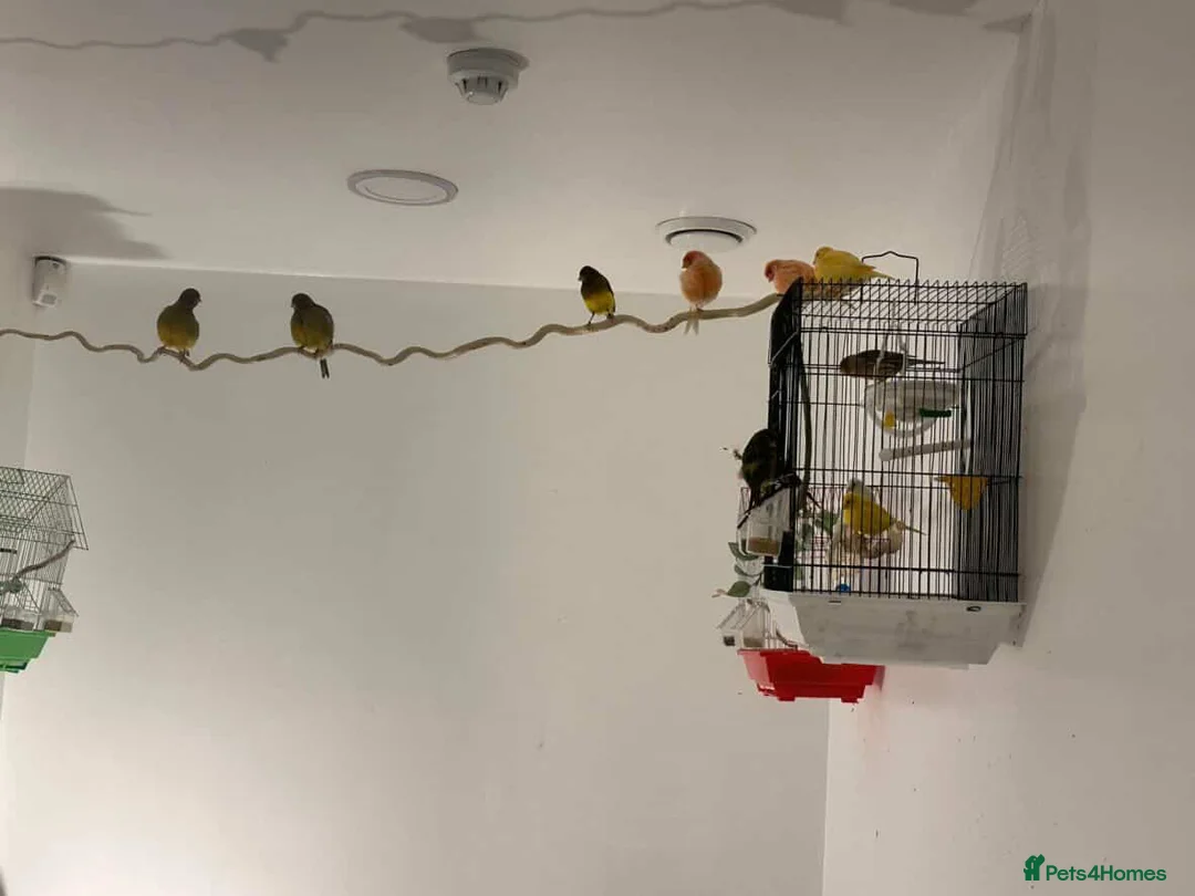 Canaries birds for sale: Canary bird in Derby - Advert 1