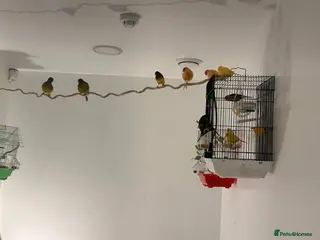 Canaries birds Canary bird - Advert 1