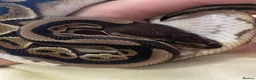 Python Snake reptiles for sale: Male Ball Python Snake in London - Advert 2