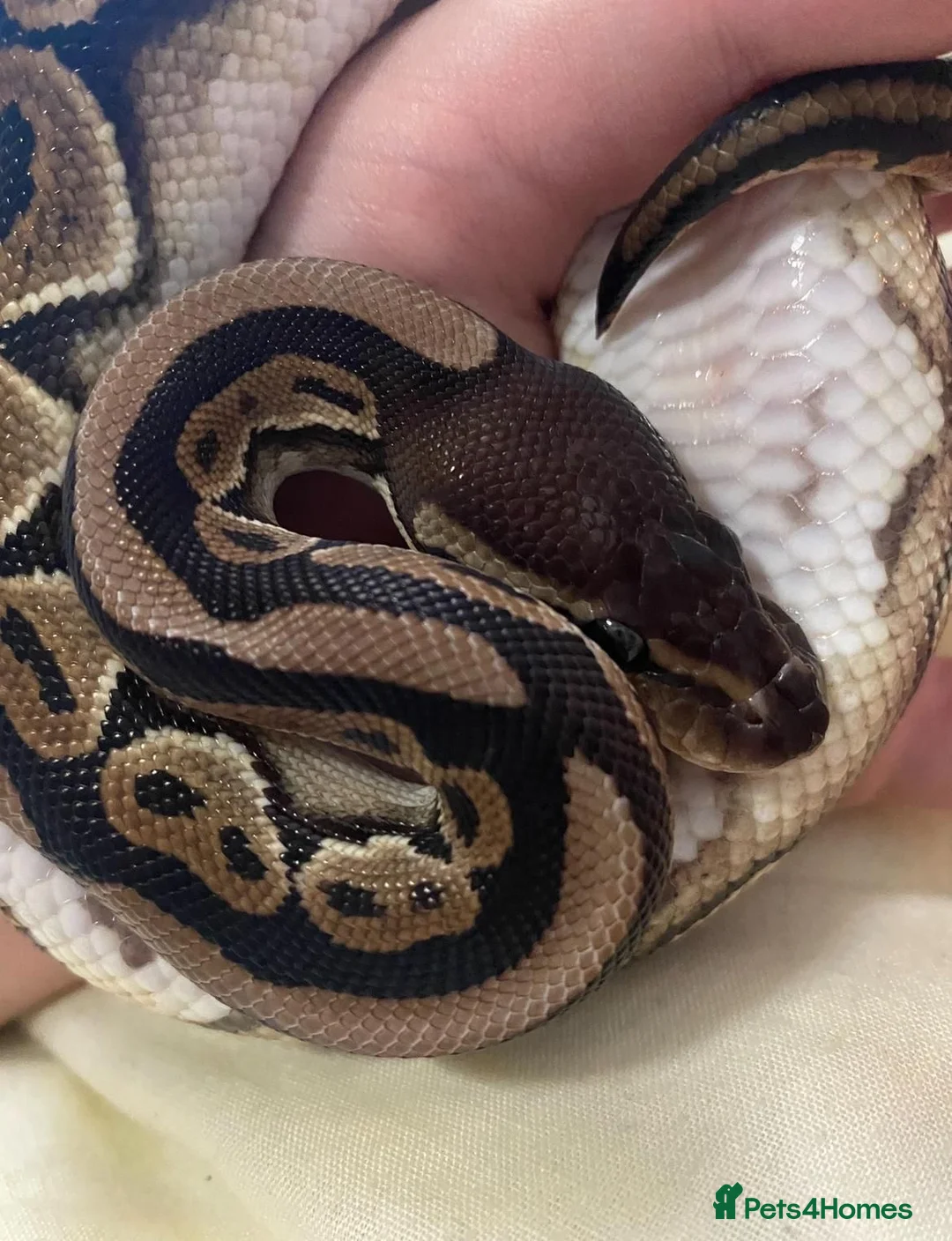 Python Snake reptiles for sale: Male Ball Python Snake in London - Advert 2