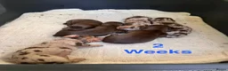 Dachshund dogs for sale: Stunning Dachshunds  - Advert 4