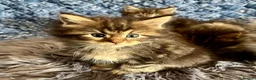Maine Coon cats for sale: Pure Maine Coon Kittens - Advert 23
