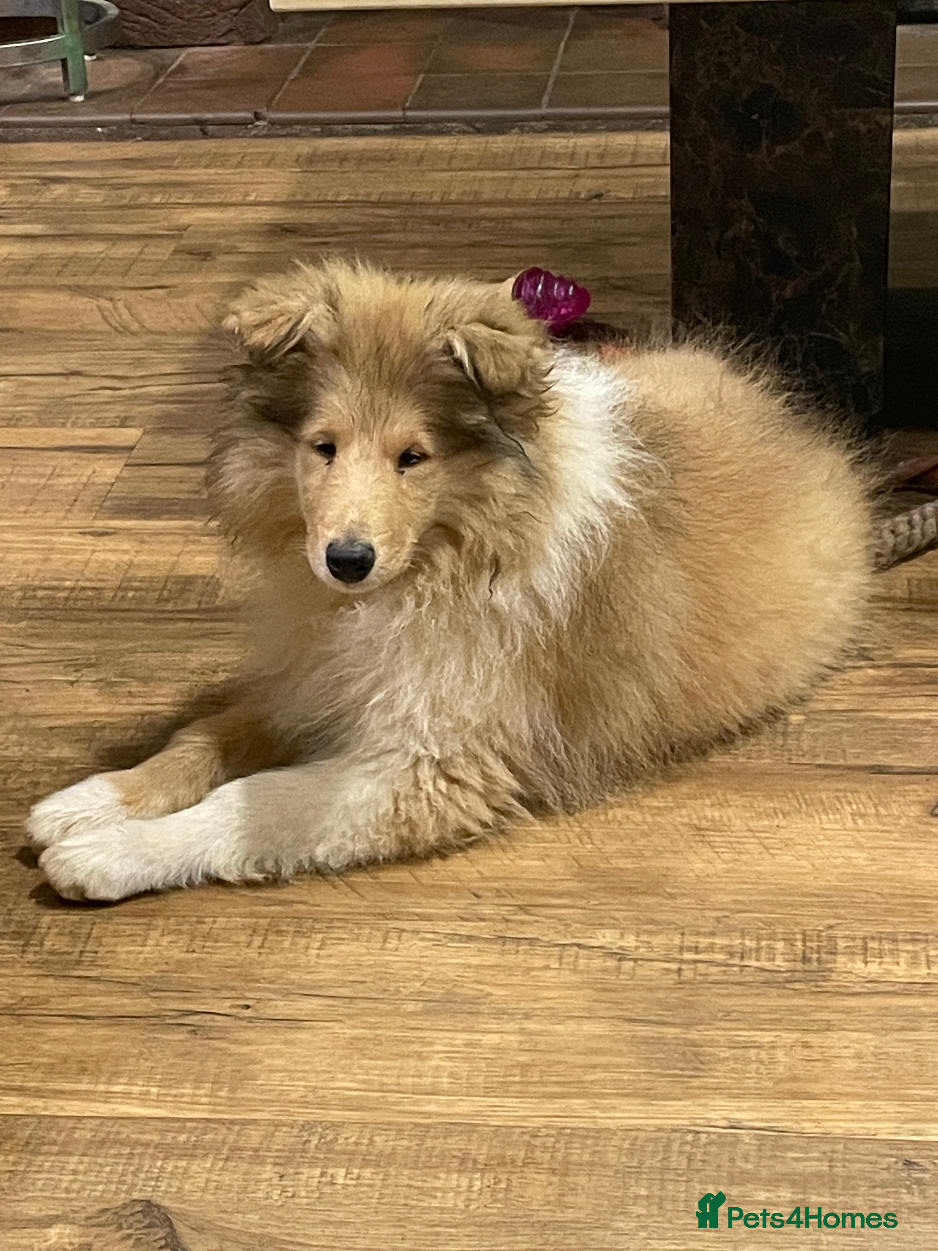 Rough Collie dogs Sable and white KC registered puppies - Advert 1