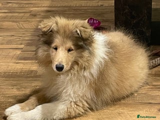 Rough Collie dogs Sable and white KC registered puppies - Advert 5