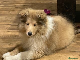 Rough Collie dogs Sable and white KC registered puppies - Advert 6