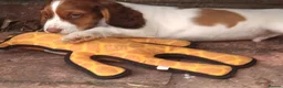 Cocker Spaniel dogs for sale: KC cockerpups. BEAUTIFUL PUPS. FULLY INOC - Advert 9