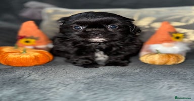 Shih Tzu dogs - Advert 6