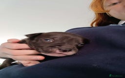Staffordshire Bull Terrier dogs for sale: STAFFORDSHIRE BULL TERRIOR PUPPIES - Image 15