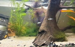 Mollies fish for sale: Baby Dalmatian Mollies - Advert 3