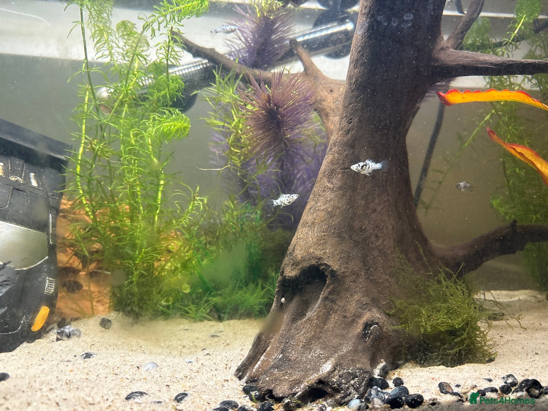 Mollies fish for sale: Baby Dalmatian Mollies - Advert 3