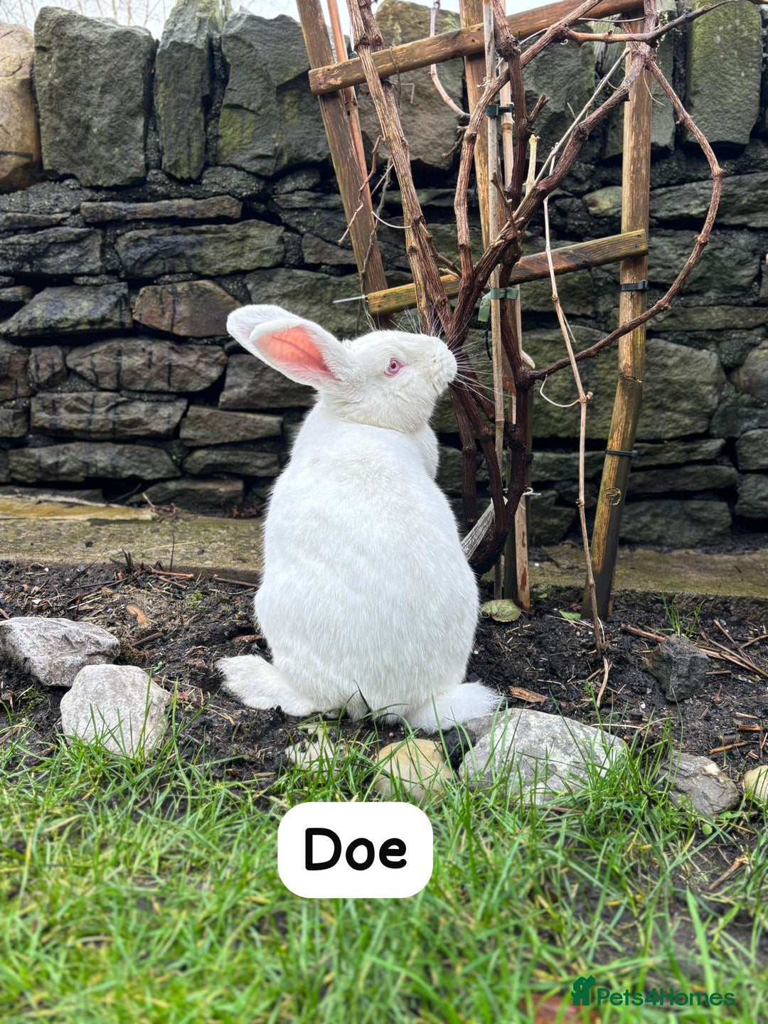 New Zealand rabbits for sale: Rabbits New Zealand white Breeding Pair, Adult - Advert 4