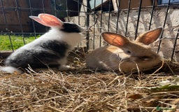 Dutch rabbits for sale: Rabbits ready to go now  - Image 3