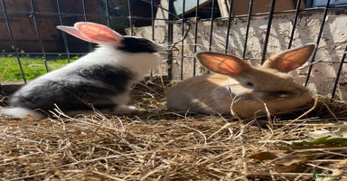 Dutch rabbits - Advert 8