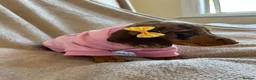 Miniature Dachshund dogs for sale:  KC Registered Miniature Dachshund Puppies - Advert 37