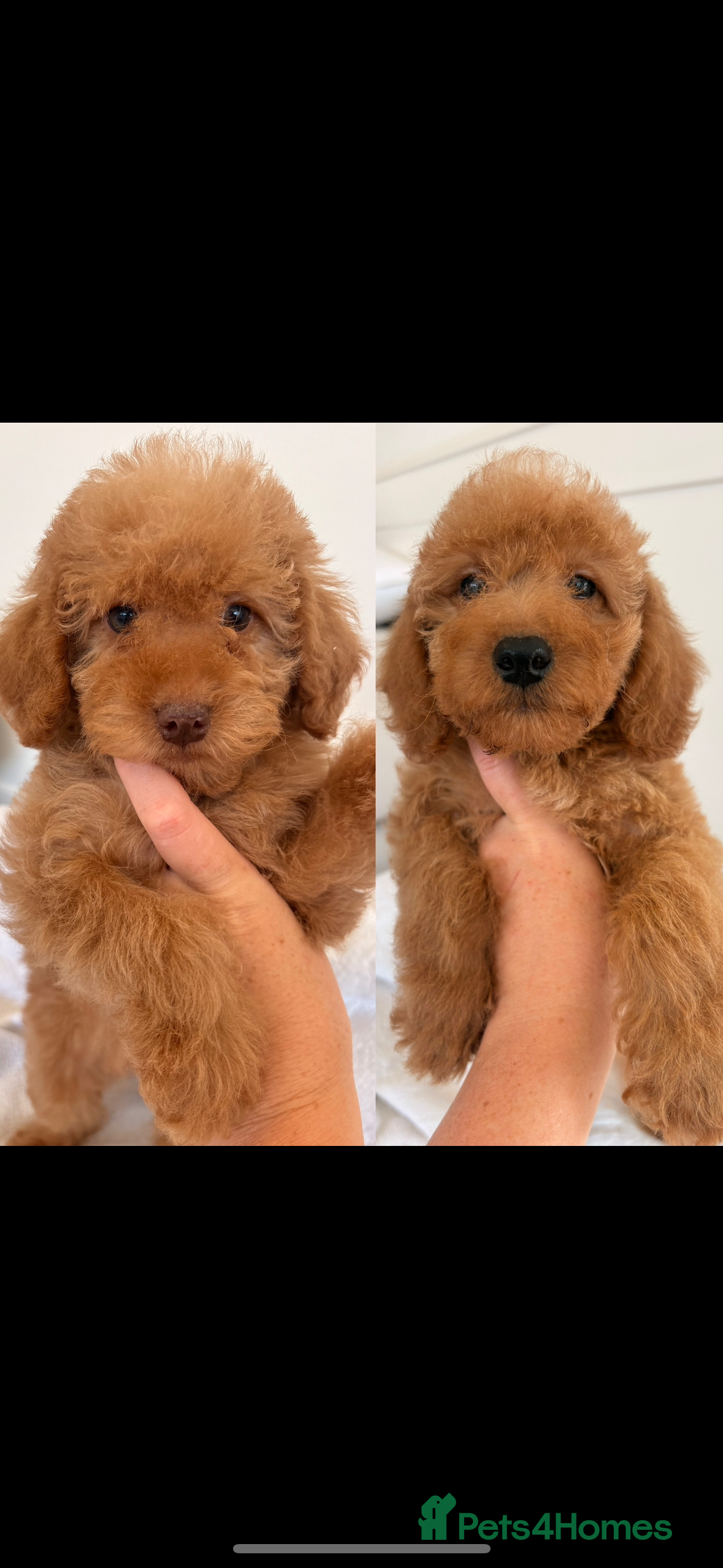 Labradoodle dogs LICENSED BREEDER HEALTH TESTED MINI LABRADOODLES - Advert 2