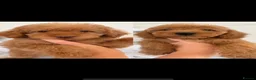 Labradoodle dogs for sale: LICENSED BREEDER HEALTH TESTED MINI LABRADOODLES - Advert 2