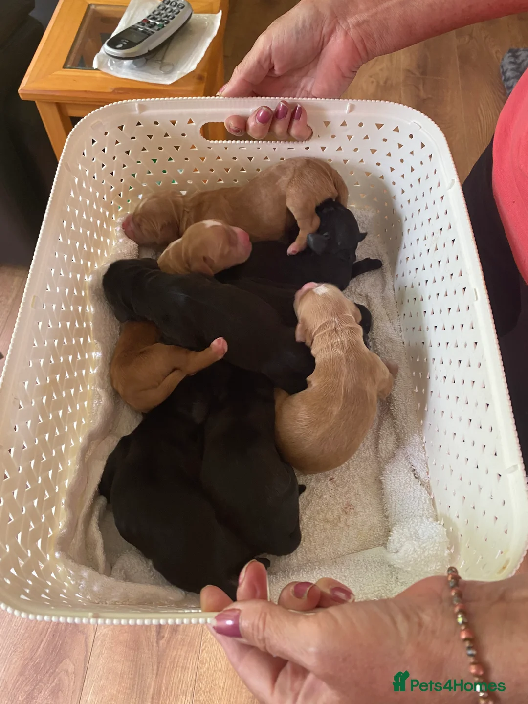 Cocker Spaniel dogs for stud: Choc & tan health tested working cocker in Doncaster - Advert 23