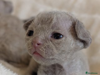 Devon Rex cats Beautiful Lilac boy available ♥️ - Advert 11