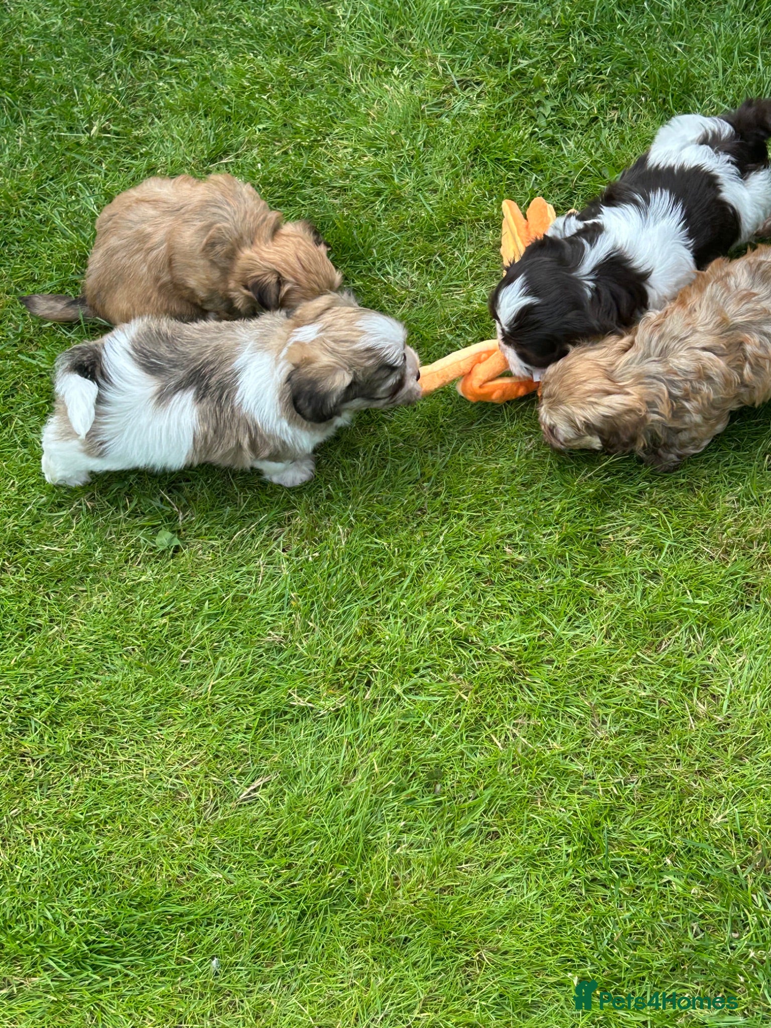 Havanese dogs 8 Exceptional colours KC reg Havanese puppies  - Advert 1
