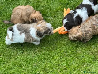 Havanese dogs 8 Exceptional colours KC reg Havanese puppies - Advert 1