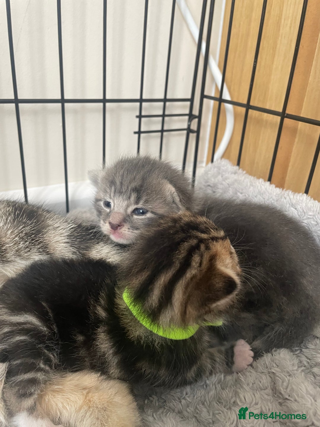 Mixed Breed cats for sale: Kittens ready to reserve  - Image 4