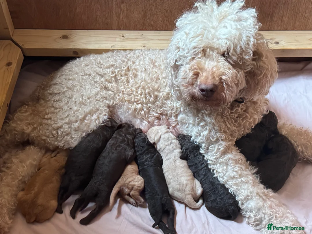 Labradoodle dogs for sale:  Cream Multigenerational Labradoodle Boy  - Advert 2