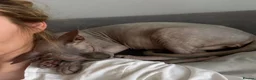 Sphynx cats for sale: Piggy & Cruella 3 year old bonded Sphynx cats  in Chesterfield - Advert 8