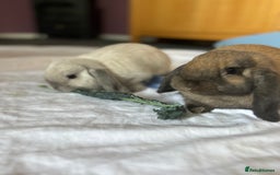 Mini Lop rabbits for sale: Mini Lop male brothers  - Image 7