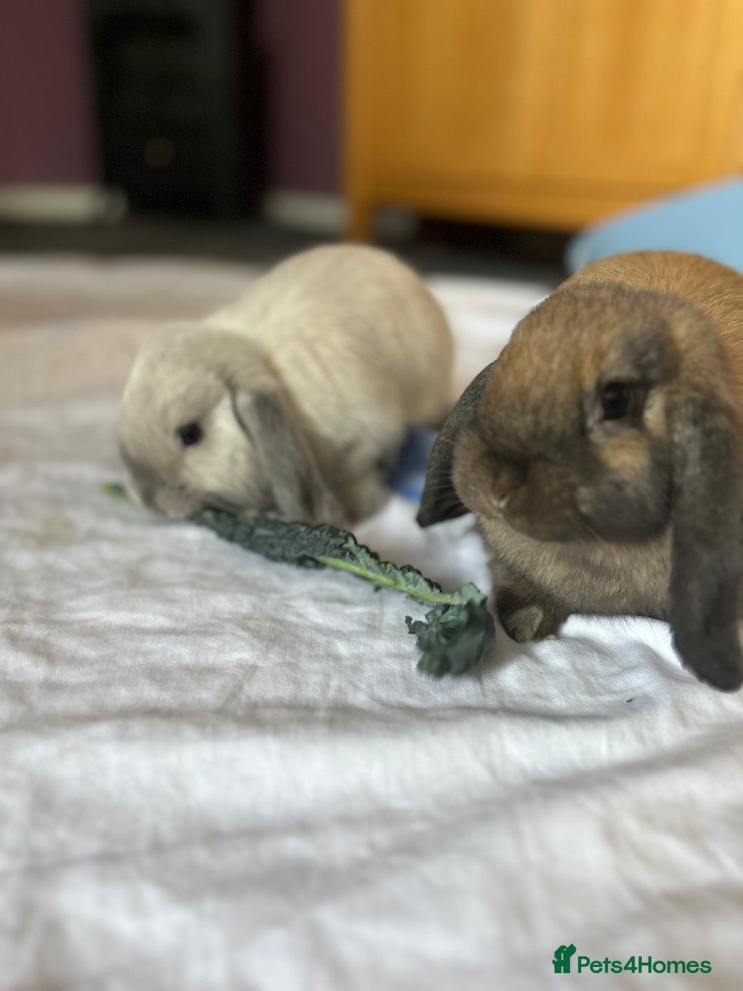 Mini Lop rabbits for sale: Mini Lop male brothers  - Image 7