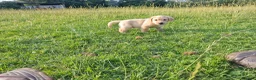 Labrador Retriever dogs for sale: 5 beautiful labrador pups looking forever homes  - Advert 15