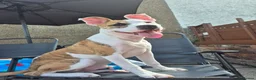 Mixed Breed dogs for sale: Bruce - Advert 7
