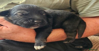 Caucasian Shepherd Dog dogs Caucasian Shepherd puppies from UKC reg parents  - Advert 8