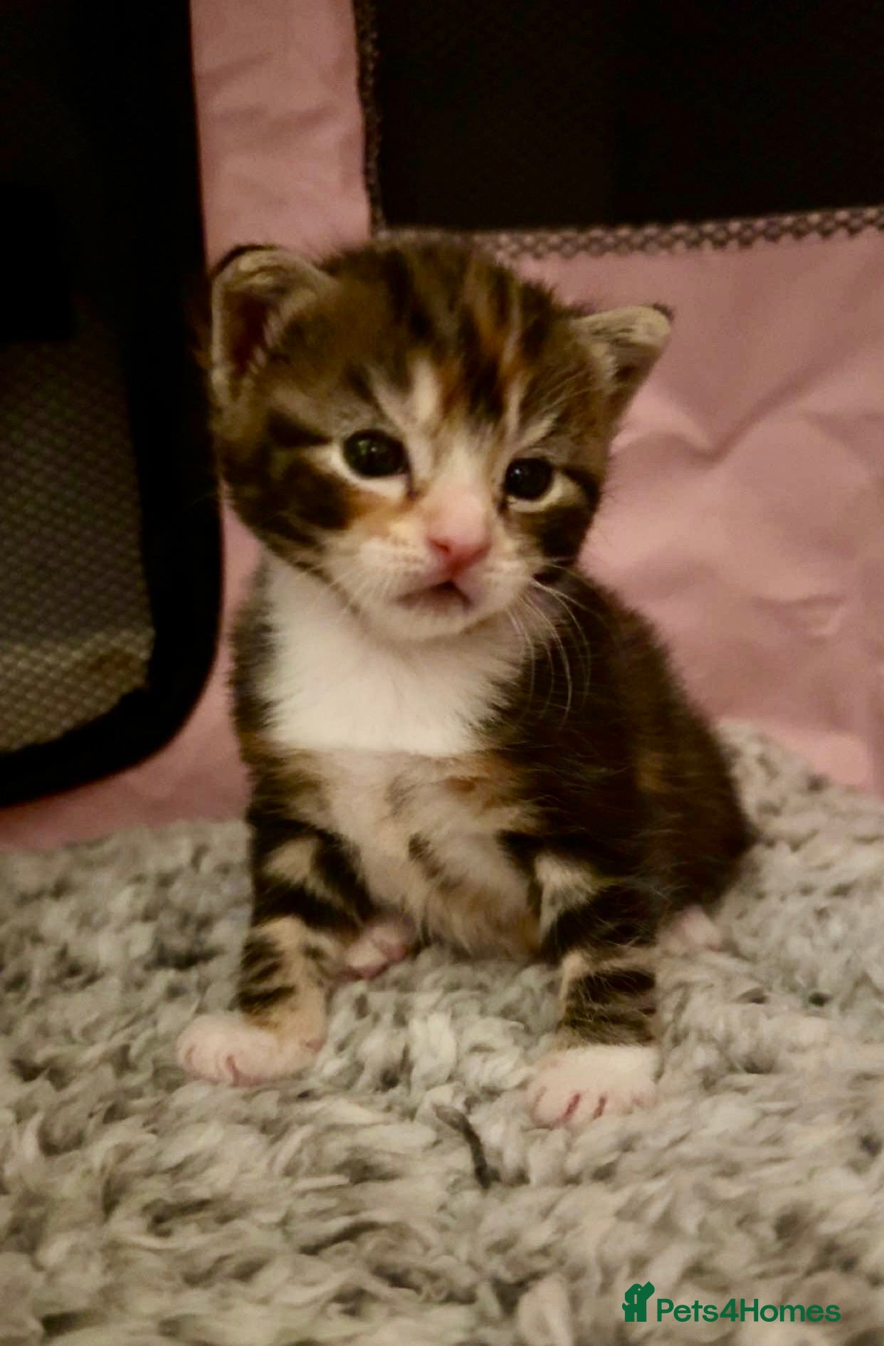 Mixed Breed cats Beautiful half Maine coon kittens  - Advert 1