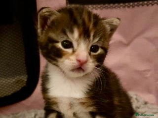 Mixed Breed cats Beautiful half Maine coon kittens - Advert 15