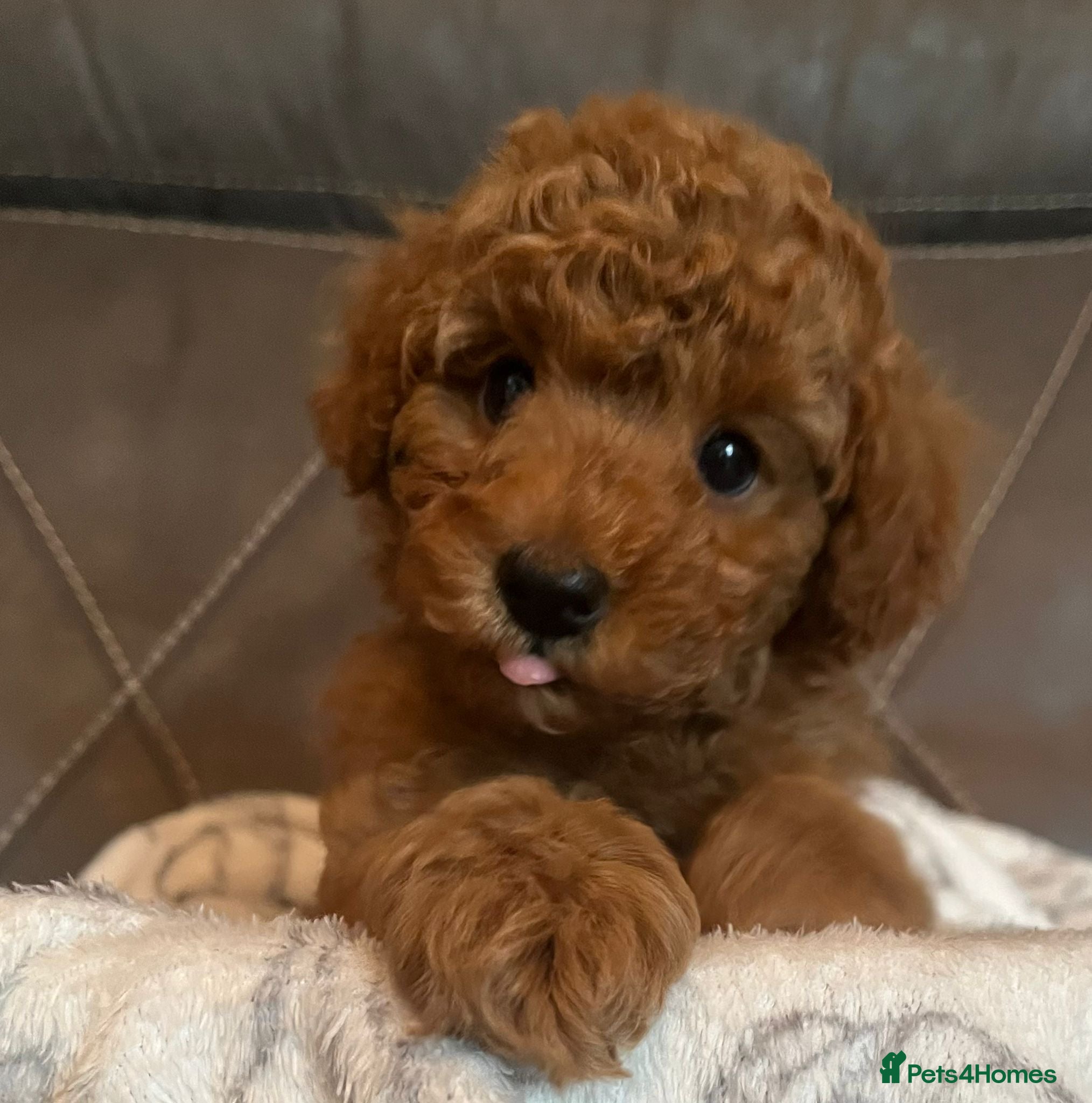 Toy Poodle dogs Stunning Toy Poodle Boy – Fully Vaccinated - Advert 2