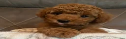 Toy Poodle dogs for sale: Stunning Toy Poodle Boy – Fully Vaccinated - Advert 1