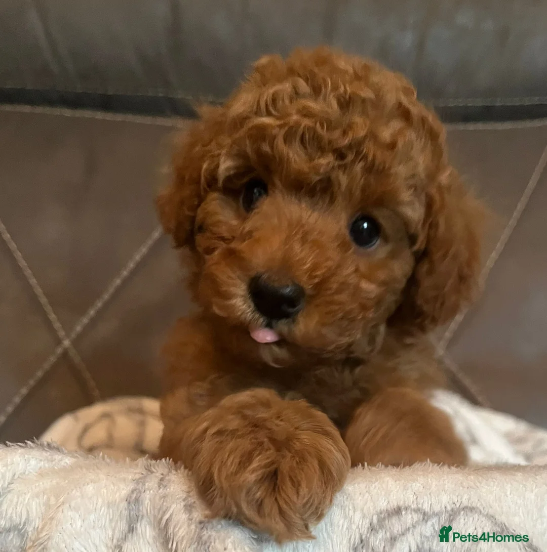 Toy Poodle dogs for sale: Stunning Toy Poodle Boy – Fully Vaccinated - Advert 1