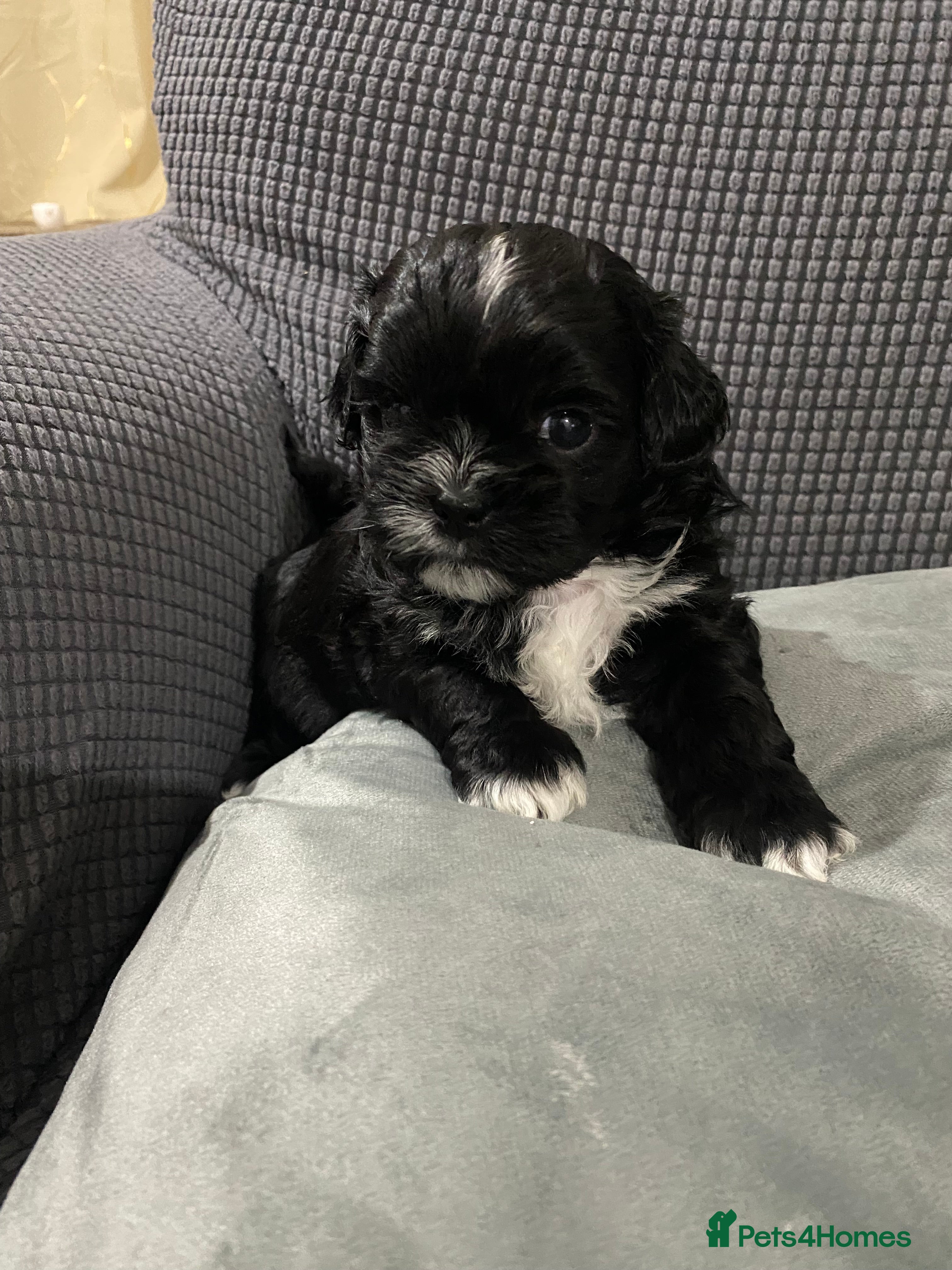 Shihpoo dogs 3 left 2 boys and 1 girl  - Advert 4