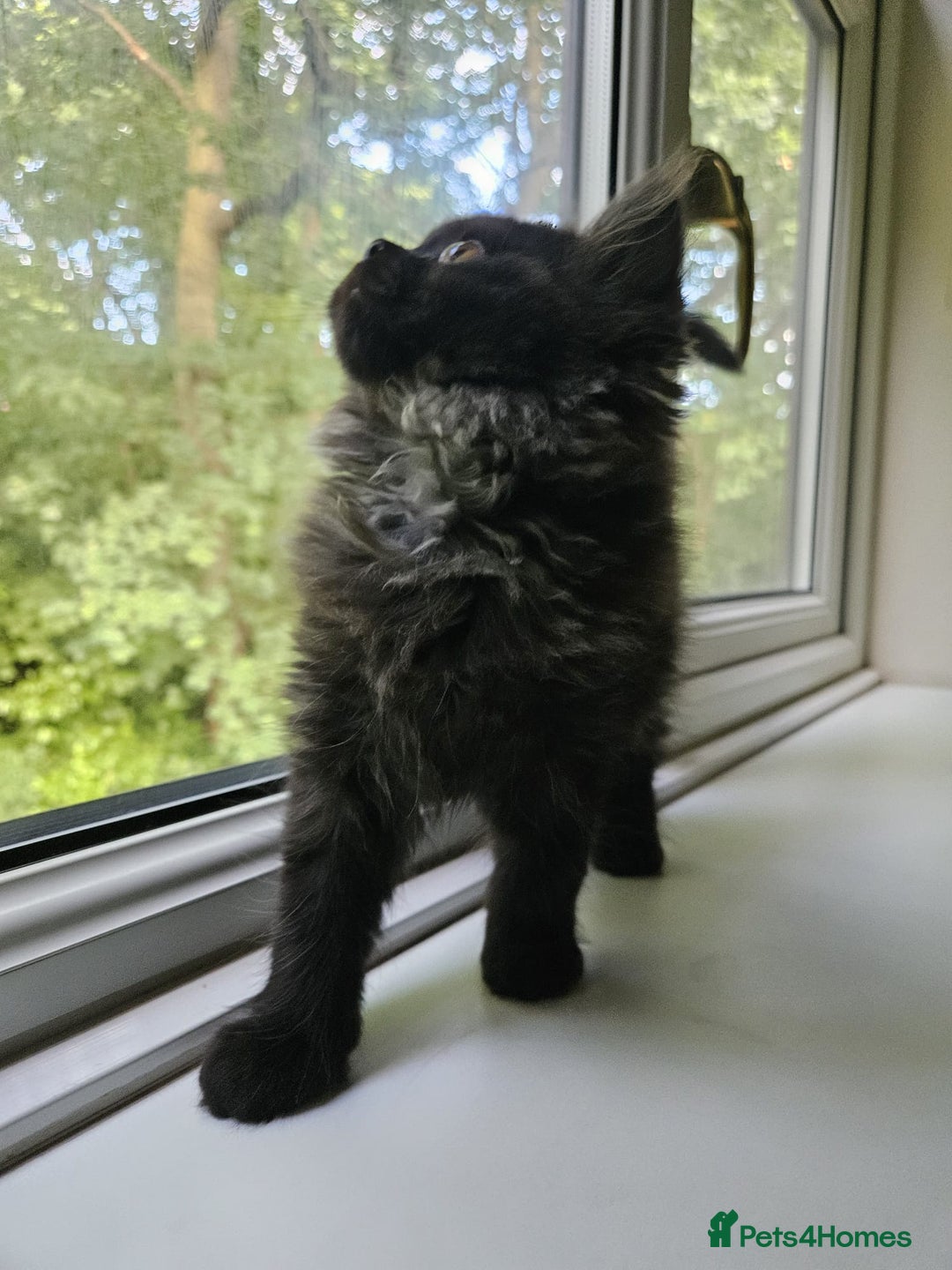 Persian cats for sale: Stunning Persian Boy - Image 11