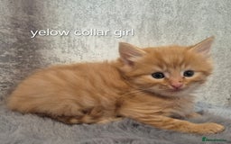 Maine Coon cats for sale: 🐱 MAINE COON KITTENS 🐱 - Image 2