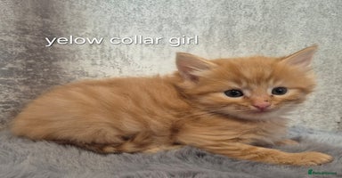 Maine Coon cats - Advert 8