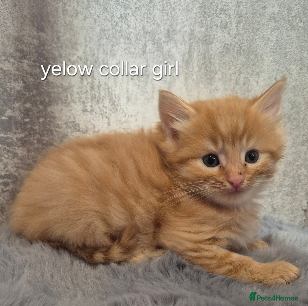 Maine Coon cats for sale: 🐱 MAINE COON KITTENS 🐱 - Image 2
