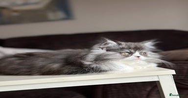 Persian cats Stunning fluffy Persian baby💗 - Advert 4