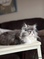 Persian cats Stunning fluffy Persian baby💗 - Advert 4
