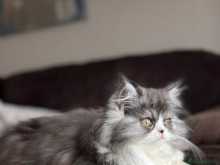Persian cats Stunning fluffy Persian baby💗 - Advert 11