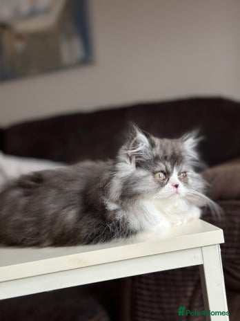 Persian cats Stunning fluffy Persian baby💗 - Advert 12