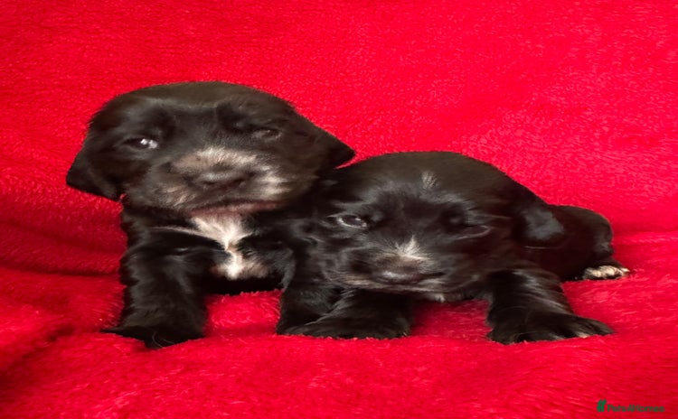 Cocker Spaniel dogs - Advert 16
