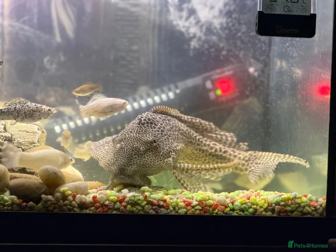 Catfish fish for sale: Huge 36cm Female Sailfin Pleco Ready 4 Large Tank  - Advert 1