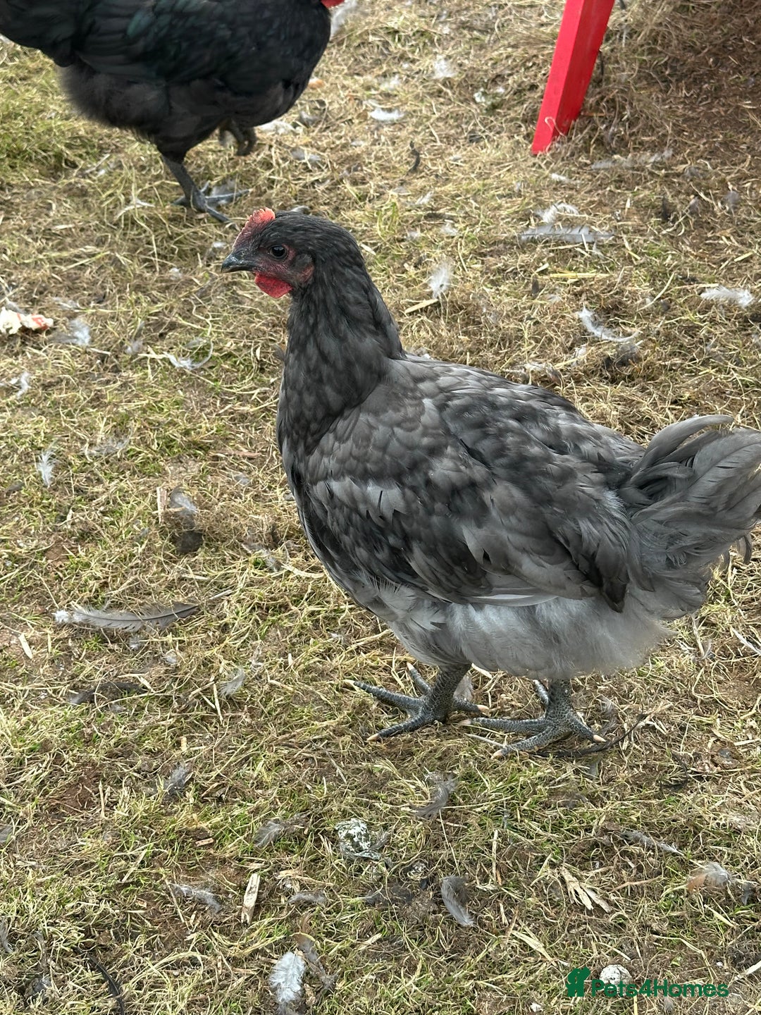 Chickens poultry for sale: Jersey Giant & Brahma Cocks - Image 3